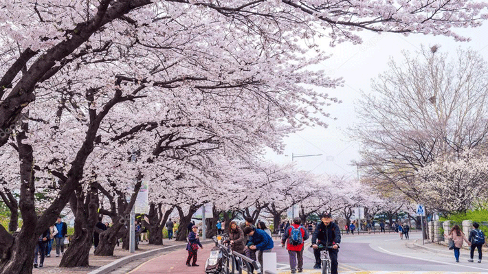 Hoa anh đào ở Hàn Quốc.