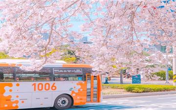 Tour Hàn Quốc 5N4Đ: HCM - Seoul - Cảnh Phúc Cung - Đảo Nami Ngắm Hoa Anh Đào