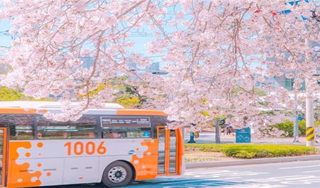 Tour Hàn Quốc 5N4Đ: HCM - Seoul - Cảnh Phúc Cung - Đảo Nami Ngắm Hoa Anh Đào