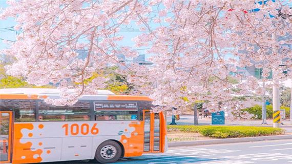 Đắm chìm trong sắc hoa anh đào