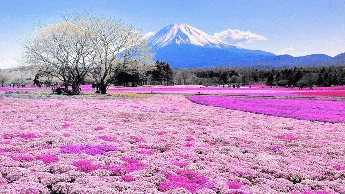 Lễ hội Fuji Shibazakura tại Phú Sĩ Ngũ Hồ.