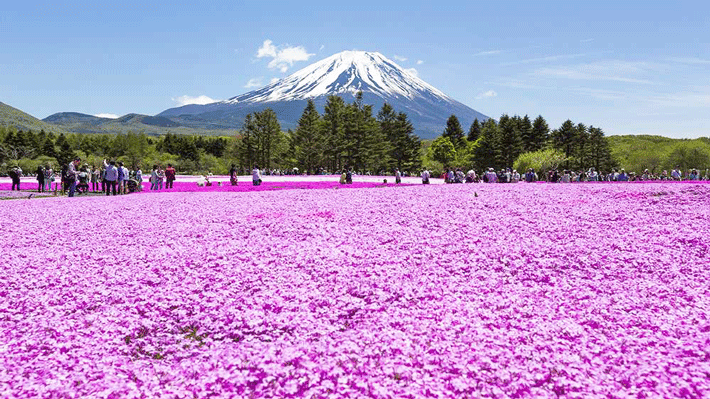 Lễ hội Fuji Shibazakura tại Phú Sĩ Ngũ Hồ.