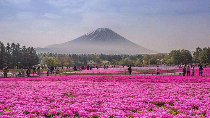 Lễ hội Fuji Shibazakura tại Phú Sĩ Ngũ Hồ.