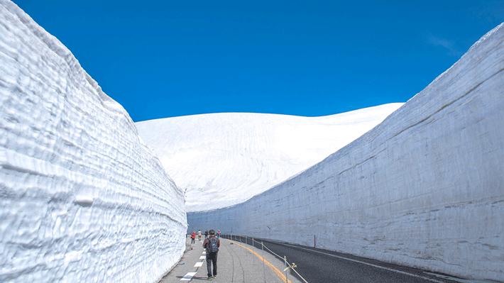 Tường tuyết Tateyama Kurobe Alpine Route.