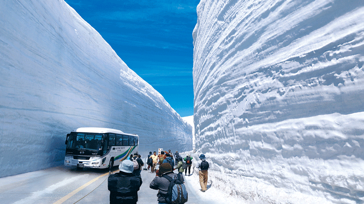 Tường tuyết Tateyama Kurobe Alpine Route.