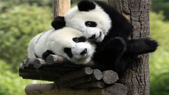 Công Viên Gấu Trúc