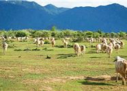 Tour Ninh Thuận Trong Ngày: Nha Trang - Đồng Cừu - Hang Rái - Vĩnh Hy - Vườn Nho