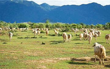 Tour Ninh Thuận Trong Ngày: Nha Trang - Đồng Cừu - Hang Rái - Vĩnh Hy - Vườn Nho