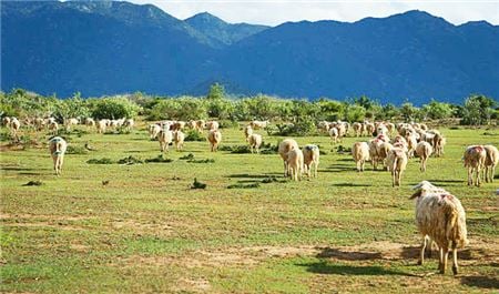 Tour Ninh Thuận Trong Ngày: Đồng Cừu - Hang Rái - Vĩnh Hy - Vườn Nho