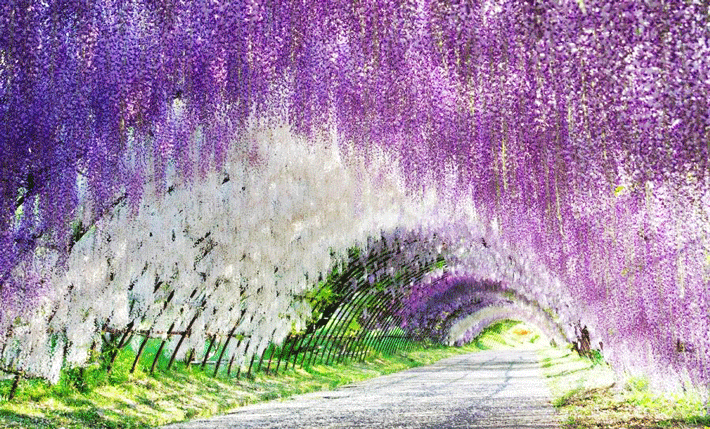 Công viên Hamamatsu