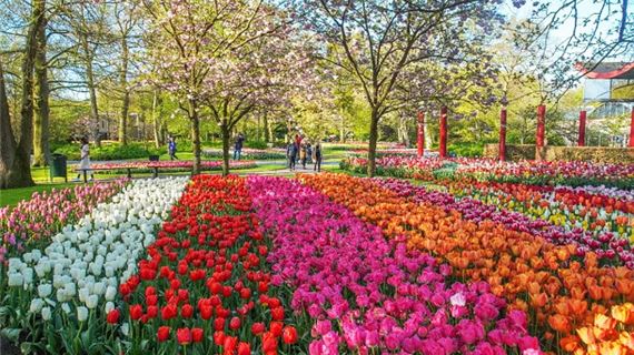 Lễ hội hoa Tulip, Hà Lan