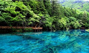 Cửu Trại Câu