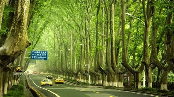 Đại lộ Ngô Đồng