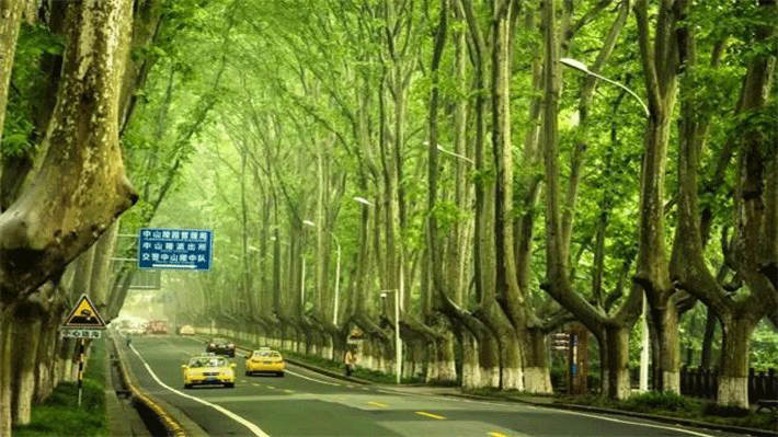 Đại lộ Ngô Đồng