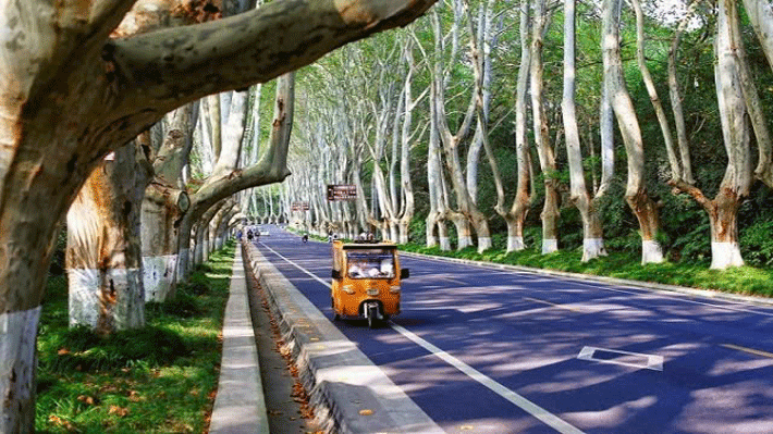 Đại Lộ Ngô Đồng - Nam Kinh