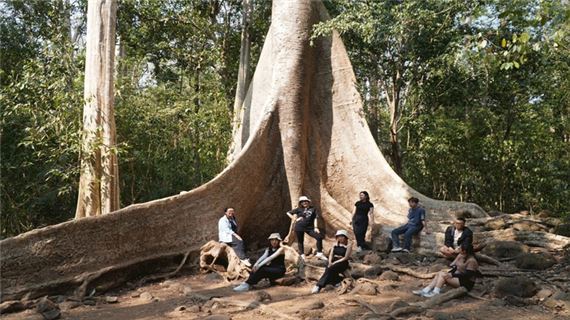Cây Tung cổ thụ trong vườn quốc gia Nam Cát Tiên.