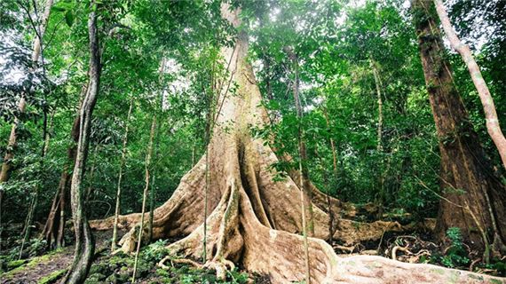 Cây Tung cổ thụ trong vườn quốc gia Nam Cát Tiên.