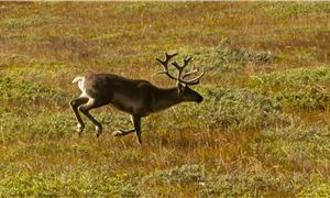 d1-greenland-kangerlussuaq-aex-08.jpg