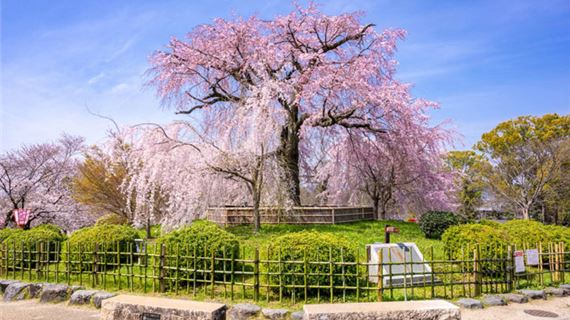 Công viên Maruyama.