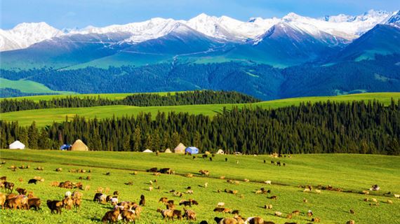Khung cảnh thảo nguyên xanh mướt ở Tân Cương.