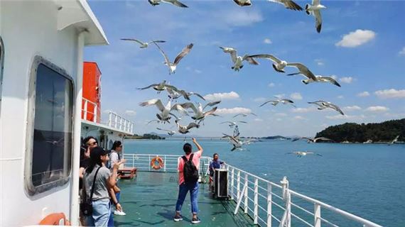 Trải Nghiệm cho Hải Âu ăn