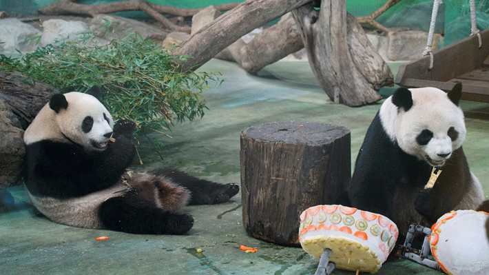 Gấu trúc bên trong Taipei zoo.