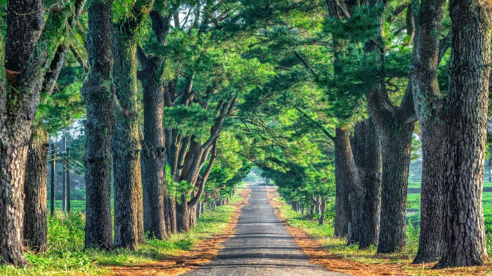 Rừng thông trăm tuổi ở Gia Lai.