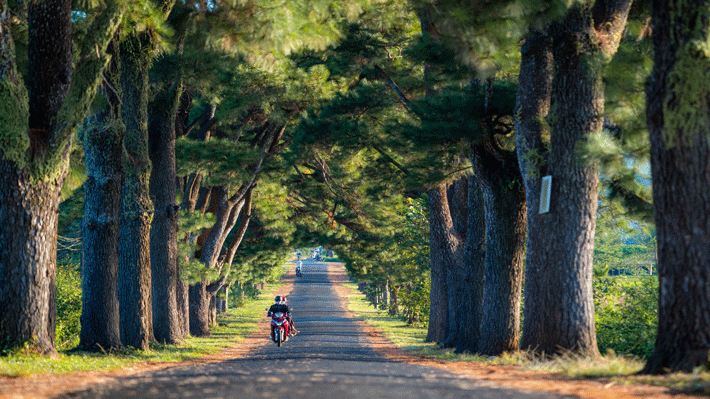 Rừng thông trăm tuổi ở Gia Lai.