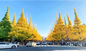 Meiji Jingu Gaien.