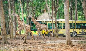 phu-quoc-safari-ivv.gif