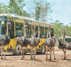 Tour Phú Quốc 3N2Đ: HCM - Vinpearl Safari - Vinwonders - Sunset Town