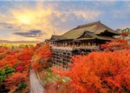 Tour Nhật Bản 5N5Đ: HCM - Osaka - Kyoto - Yamanashi - Tokyo