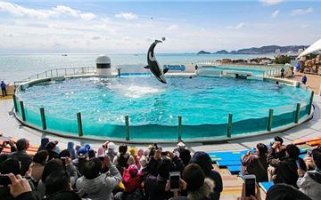 Tour Nhật Bản 5N4Đ: HCM - Yamanashi - Tokyo - Kamogawa Seaworld - Disneyland (Option)