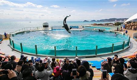 Tour Nhật Bản 5N4Đ: HCM - Yamanashi - Tokyo - Kamogawa Seaworld - Disneyland (Option)