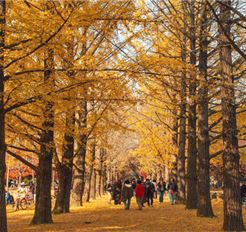 Tour Hàn Quốc 6N5Đ: Hà Nội - Busan - Seoul - Đảo Nami - Incheon Mùa Thu