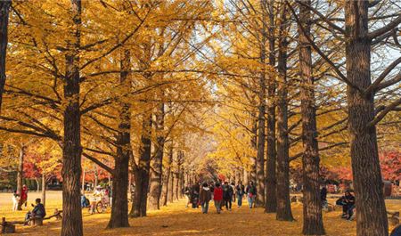 Tour Hàn Quốc 6N5Đ: Hà Nội - Busan - Seoul - Đảo Nami - Incheon Mùa Thu