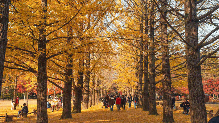Hàn Quốc 4N4Đ: Hà Nội – Seoul – Đảo Nami – Korean Folk Village