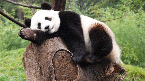 Gấu Trúc quốc bảo Trung Quốc.