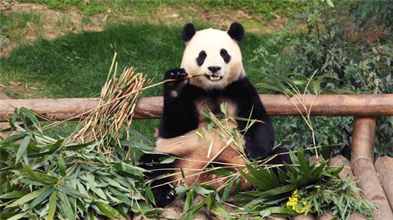 Gấu trúc Trùng Khánh