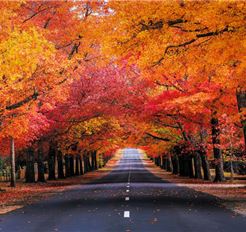 Tour Úc 6N5Đ: Trải Nghiệm Sydney - Melbourne - Ballarat - Hái Trái Cây Theo Mùa