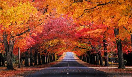 Tour Úc 6N5Đ: Trải Nghiệm Sydney - Melbourne - Ballarat - Hái Trái Cây Theo Mùa