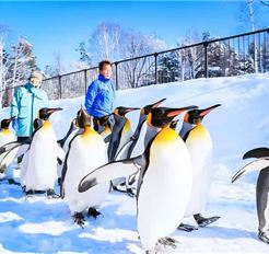 Tour Nhật Bản 7N6Đ: HCM - Trải Nghiệm Trượt Tuyết Tại Hokkaido