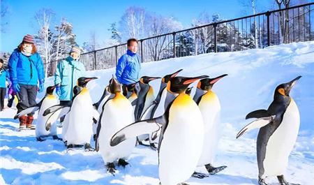 Tour Nhật Bản 7N6Đ: HCM - Trải Nghiệm Trượt Tuyết Tại Hokkaido