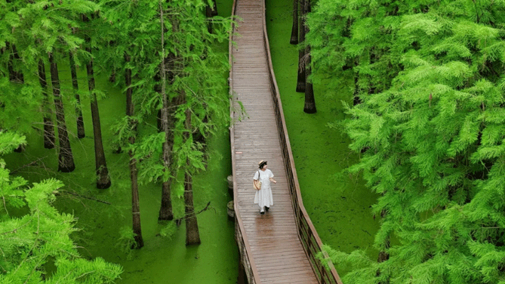 Đầm Lầy Thanh Sơn.
