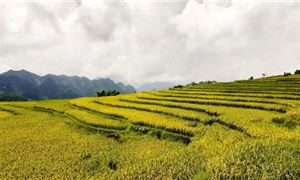 ivivu-pu-luong-lua-chin-1.jpg
