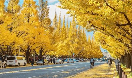 Tour Nhật Bản 5N5Đ: HCM - Kobe - Osaka - Kyoto - Tokyo Mùa Thu