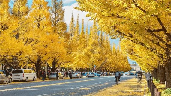 Đại Lộ Icho