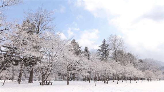 Mùa Đông đảo Nami.