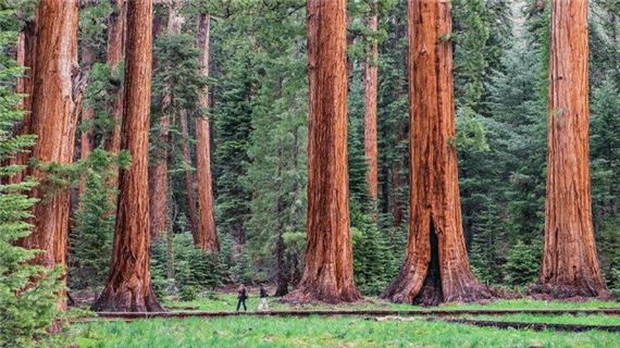 Cao nguyên rừng Alishan,
