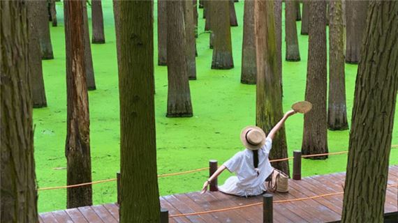 Đầm Lầy Thanh Sơn